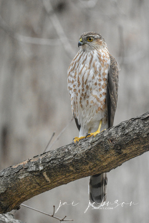 Sharp Shinned Hawk Perched On Branch