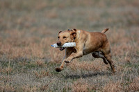 Yellow Labrador Retriever in Training