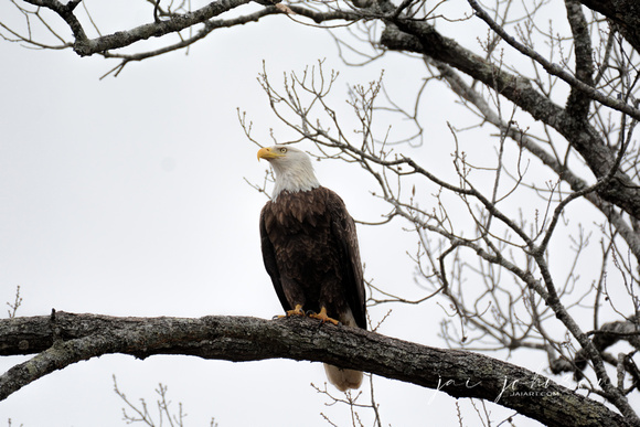 Bald Eagle Perched in Shiloh Tennessee