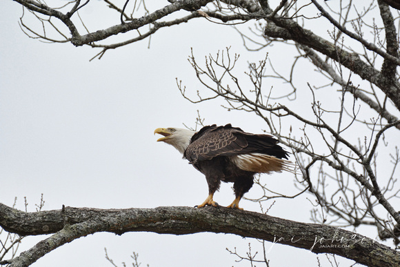 Bald Eagle Calling in Shiloh Tennessee