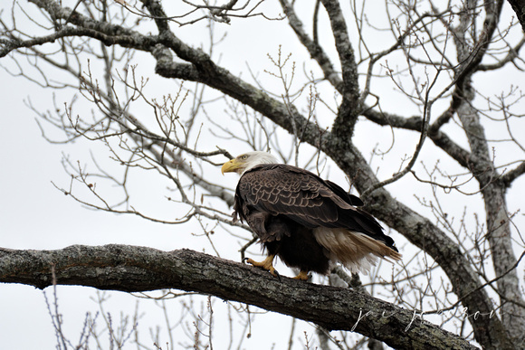Bald Eagle Perched in Shiloh Tennessee