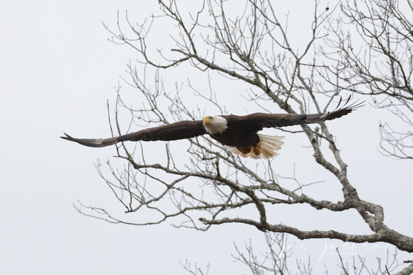 Bald Eagle in Flight Shiloh Tennessee