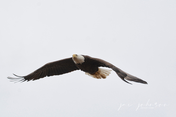 Bald Eagle in Flight Shiloh Tennessee