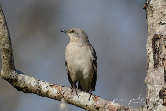 Northern Mockingbird on a Branch in Winter