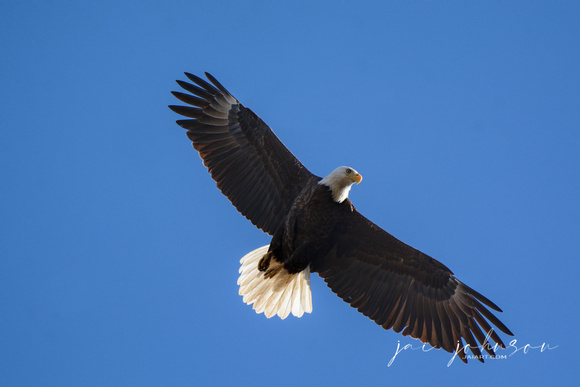 Eagle In Flight - Shiloh Tennessee