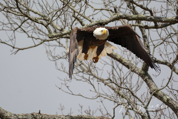 Eagle Flying Out Of Tree in Shiloh Tennessee