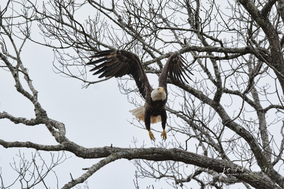 Eagle Flying Out of Tree Shiloh Tennessee