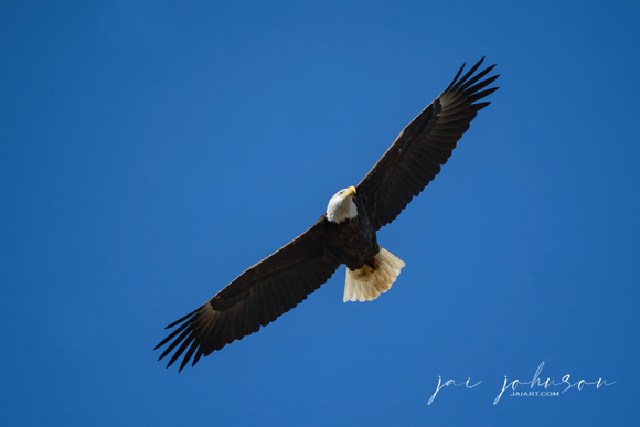 Bald Eagle In Flight Shiloh Tennessee