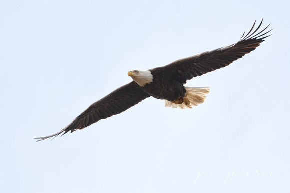 Bald Eagle In Flight Shiloh Tennessee
