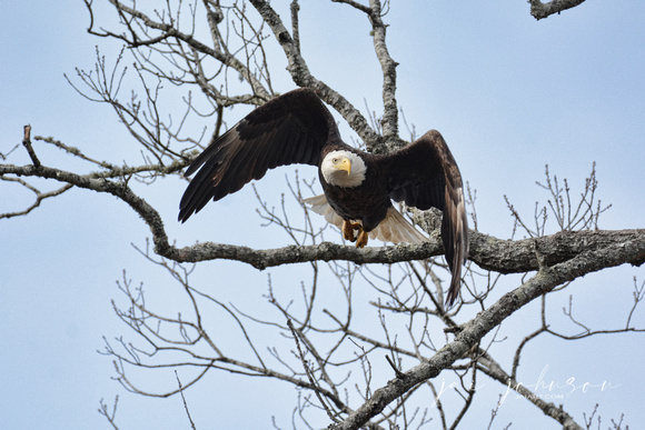 Bald Eagle Flying Out Of Tree
