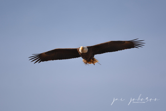 Bald Eagle Bringing Grass To Nest Shiloh Tennessee