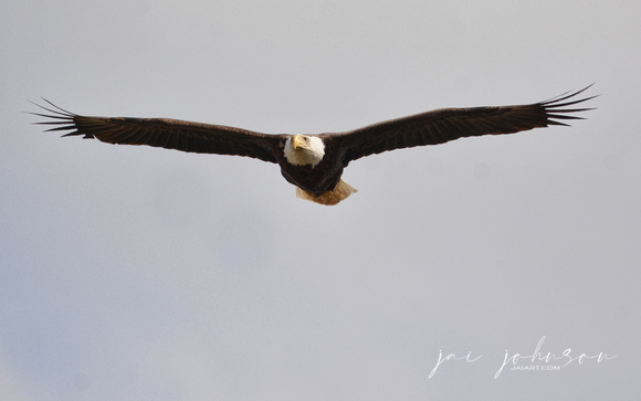 Bald Eagle Coming In Shiloh TN