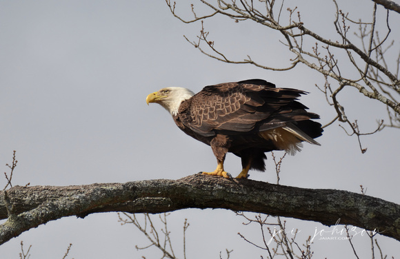 Bald Eagle On Branch Shiloh TN