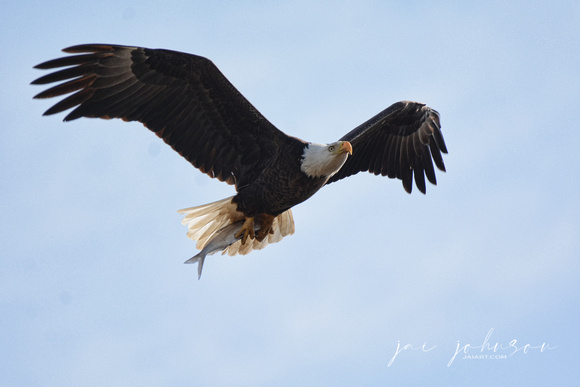 Bald Eagle Bringing In Fish Shiloh Tennessee
