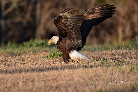 Bald Eagle Gathering Grass Shiloh TN