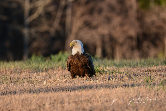 Bald Eagle Sitting In Grass Shiloh TN