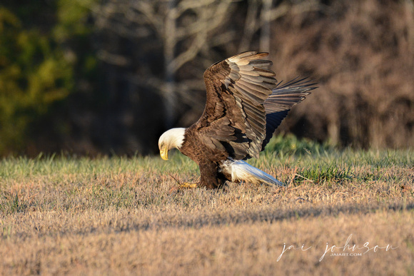 Bald Eagle Gathering Grass Shiloh TN