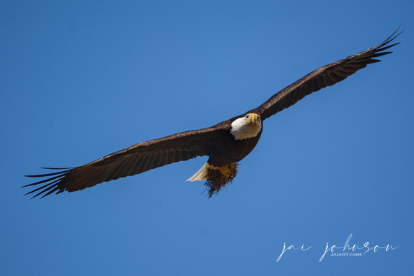 Bald Eagle Bringing In Grass Shiloh TN