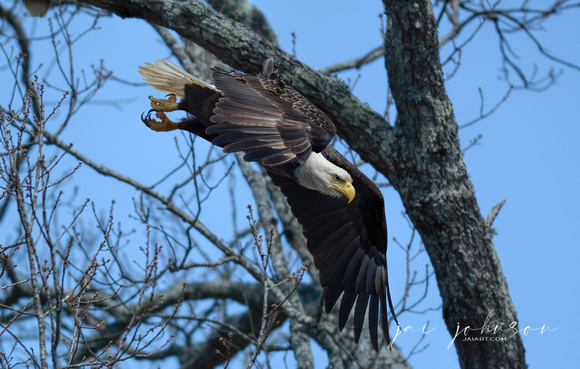 Bald Eagle Leaving Tree Shiloh TN