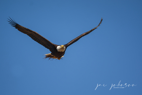 Bald Eagle Bringing In Grass To Nest Shiloh TN