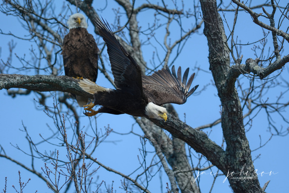 Bald Eagle Leaving Tree Shiloh TN