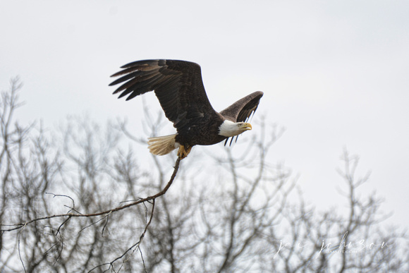Bald Eagle Bringing Branch to Nest Shiloh TN