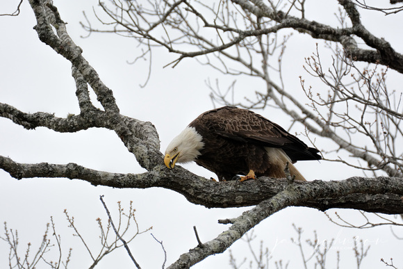 Bald Eagle Wiping Beak On Branch Shiloh TN