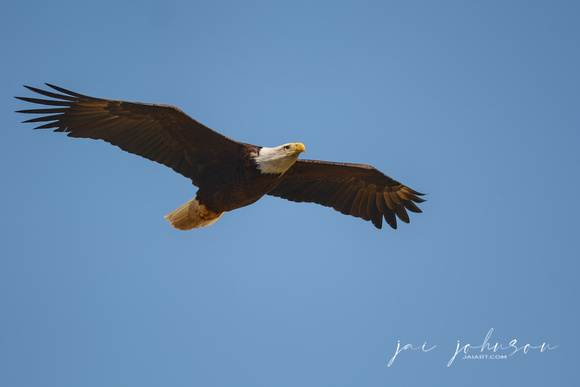Bald Eagle In Flight Shiloh TN