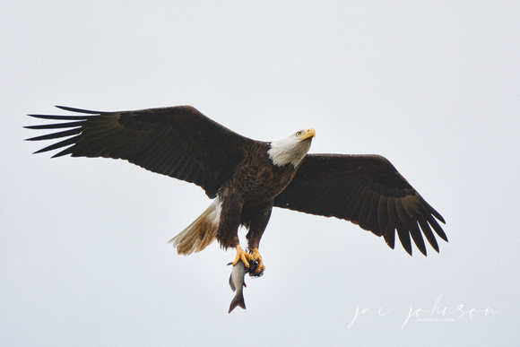 Bald Eagle With Fish On White Background Shiloh TN