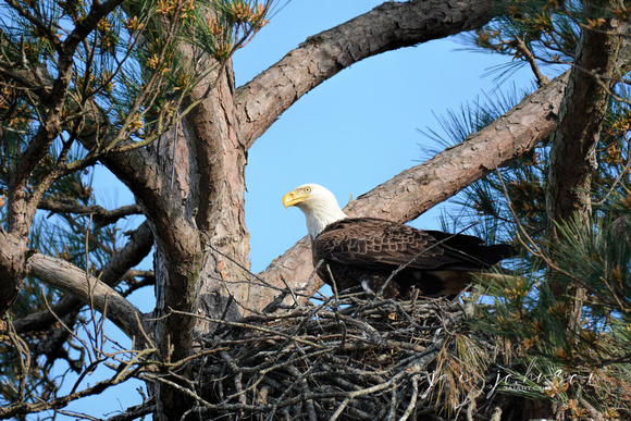 Bald Eagle On Nest Shiloh TN