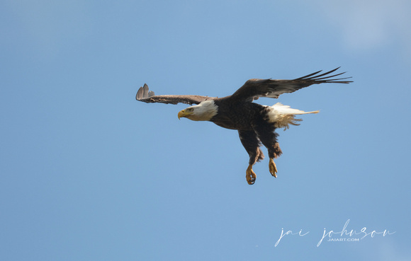 Bald Eagle in Flight Shiloh TN