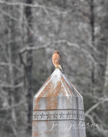 Red Shouldered Hawk Perched On War Monument - Shiloh TN