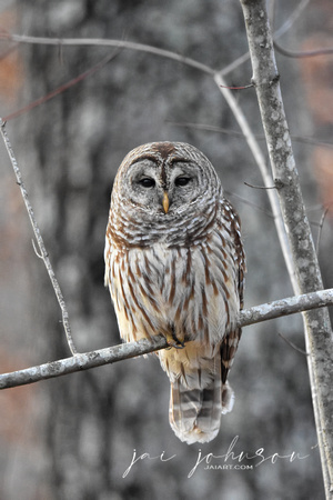 Barred Owl - Shiloh TN