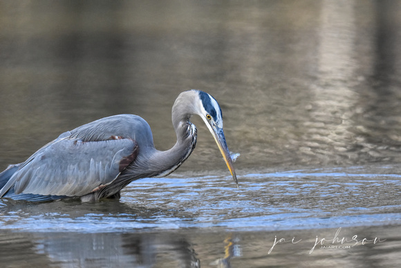 Blue Heron With Small Fish - Shiloh TN