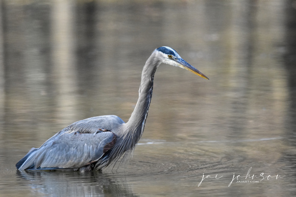 Blue Heron In Pond - Shiloh TN
