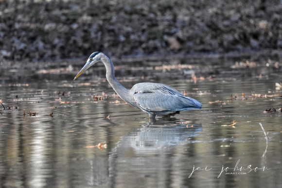 Blue Heron In Pond - Shiloh TN