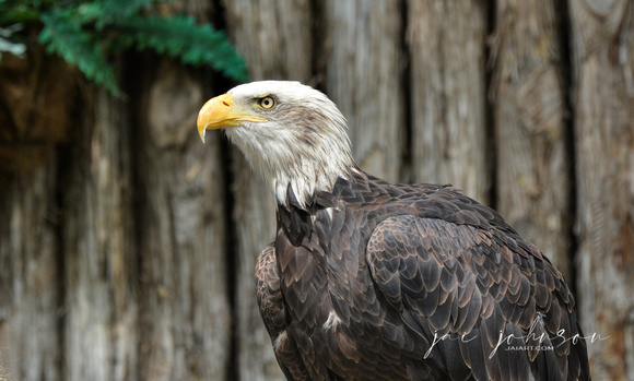 Bald Eagle - Juvenile in Captivity