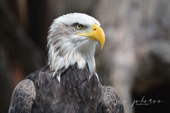 Bald Eagle - Juvenile in Captivity