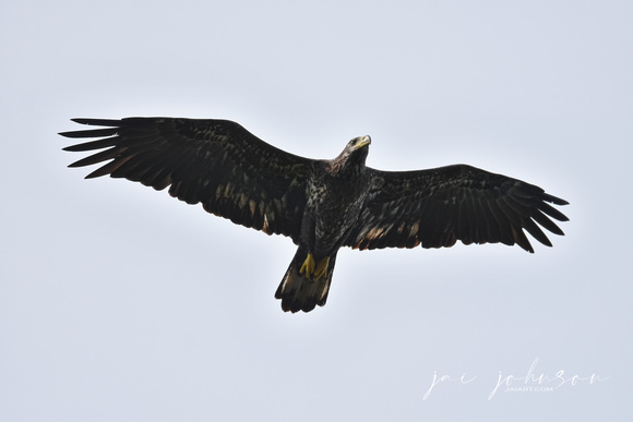 Juvenile Bald Eagle In Flight - Shiloh TN