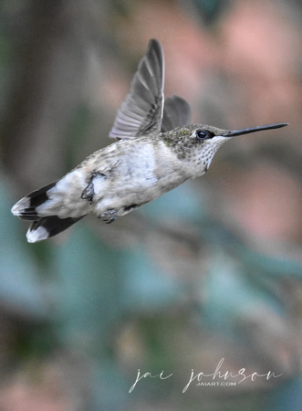 Juvenile Male Ruby Red Throated Hummingbird In flight