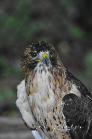 Red Tailed Hawk Rescue Bird