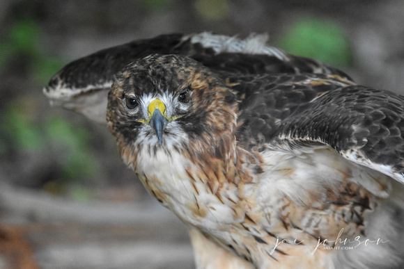 Red Tailed Hawk Rescue Bird