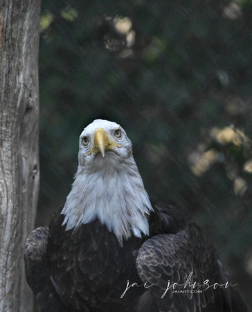 Bald Eagle - Rescue Bird - Nature Station at Land Between The Lakes