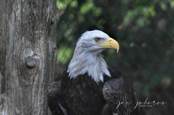 Bald Eagle - Rescue Bird - Nature Station at Land Between The Lakes
