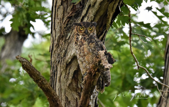 Great Horned Owl - Shiloh TN