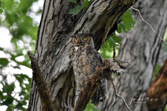 Great Horned Owl - Shiloh TN