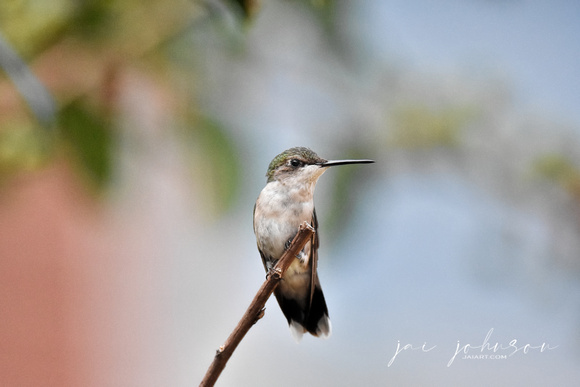 Juvenile Male Ruby Red Throated Hummingbird