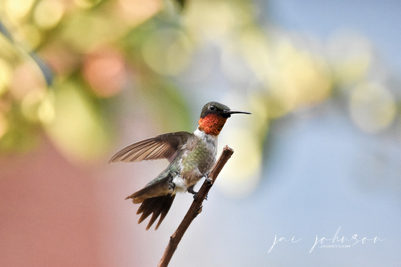 Adult Male Ruby Red Throated Hummingbird