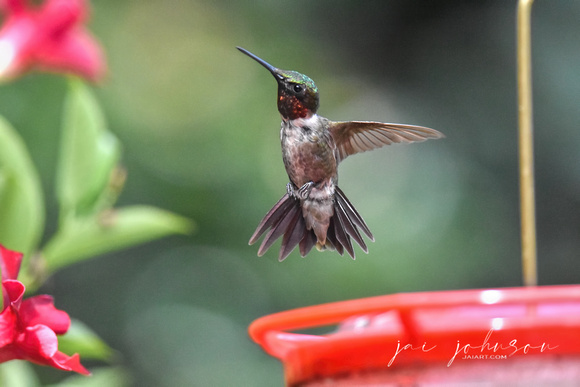 Adult Male Ruby Red Throated Hummingbird