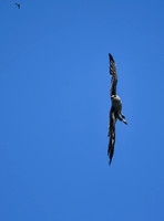 Mississippi Kite Chasing Bug In Sky
